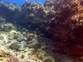 54  Reef IMG 2570